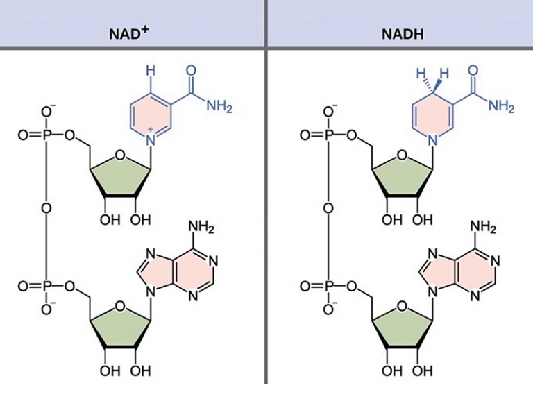 What is the Difference between NAD+