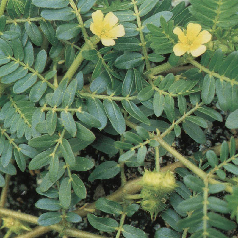 Purchase Tribulus Terrestris Extract 45 Saponins in Bulk initialnaturals