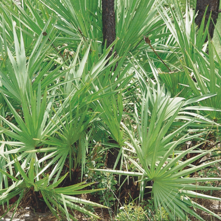 Excellent Saw Palmetto Berry Powder Factory initialnaturals