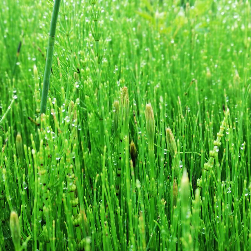 Purchase Horsetail Extract 7 Silica in Bulk initialnaturals